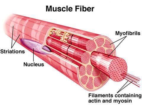 A diagram of a muscle fiber with filaments containing actin and myosin.