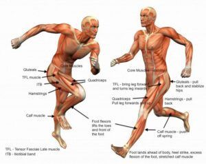 A diagram showing the muscles of a man running