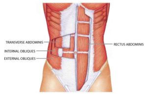 A diagram of the muscles of the abdomen