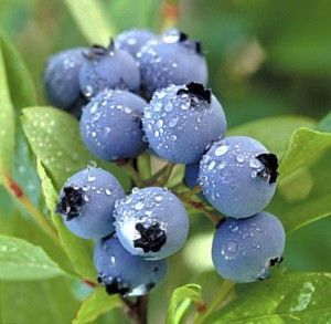 A bunch of blueberries are growing on a tree branch.