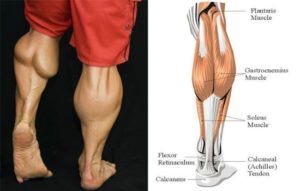 A picture of a person 's calves next to a diagram of the calves