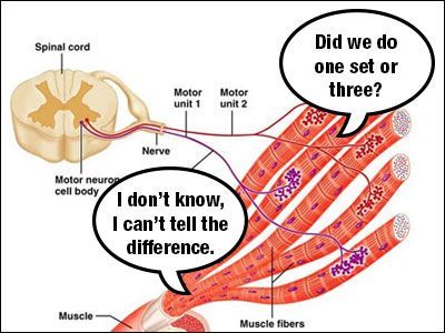 Motor unit cartoon