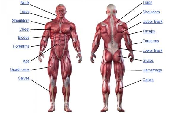 A diagram of a man 's muscles showing the front and back