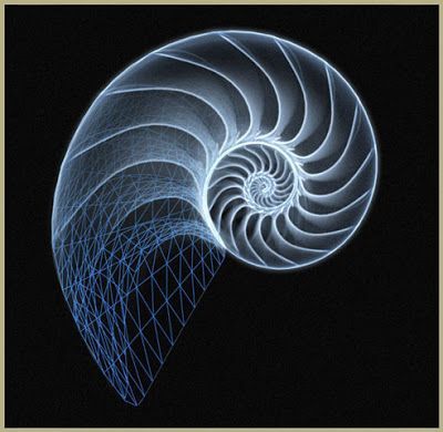 An x-ray of a nautilus shell on a black background