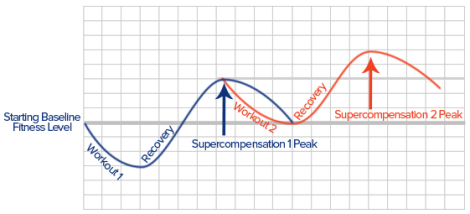 A graph showing the stages of recovery from a workout.