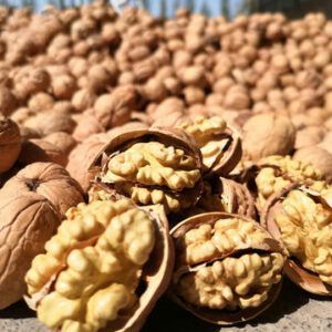 A pile of walnuts in their shells on the ground