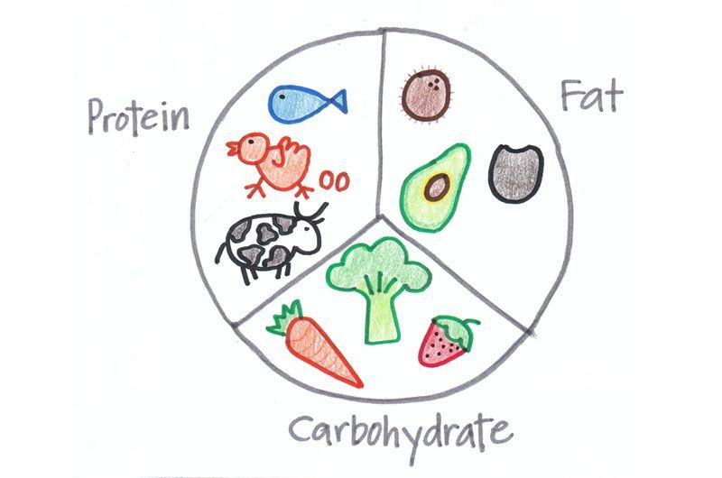 Pie Chart of Proteins, Fats and Carbohydrates