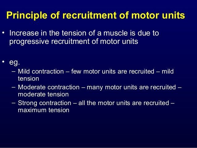 Principle of recruitment of motor units increase in the tension of a muscle is due to progressive recruitment of motor units