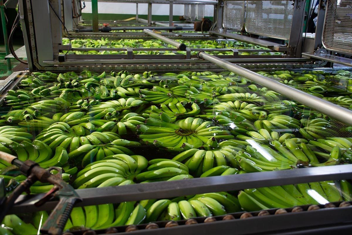 custom made packing shed - bananas in a package warehouse