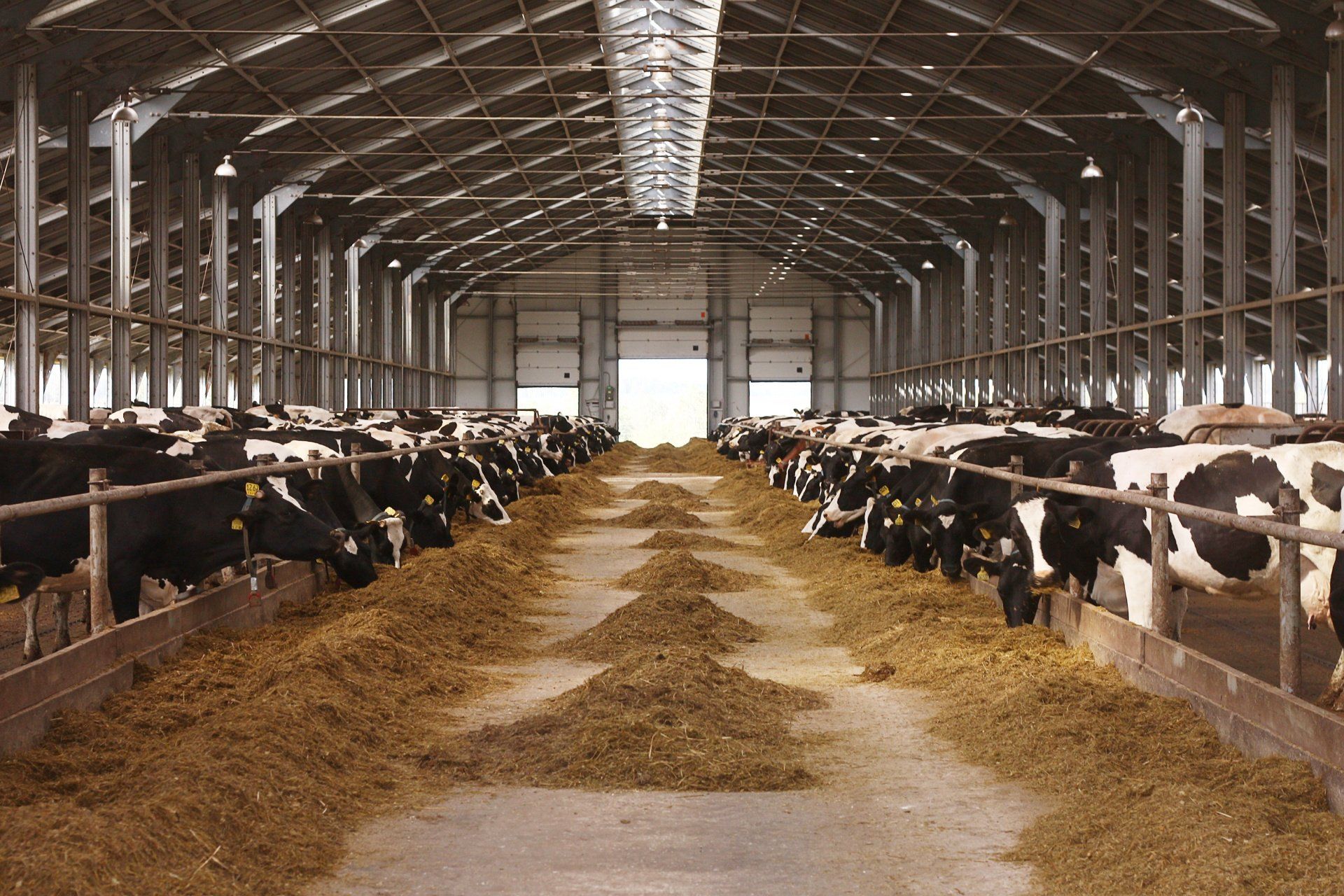 Cows in a barn