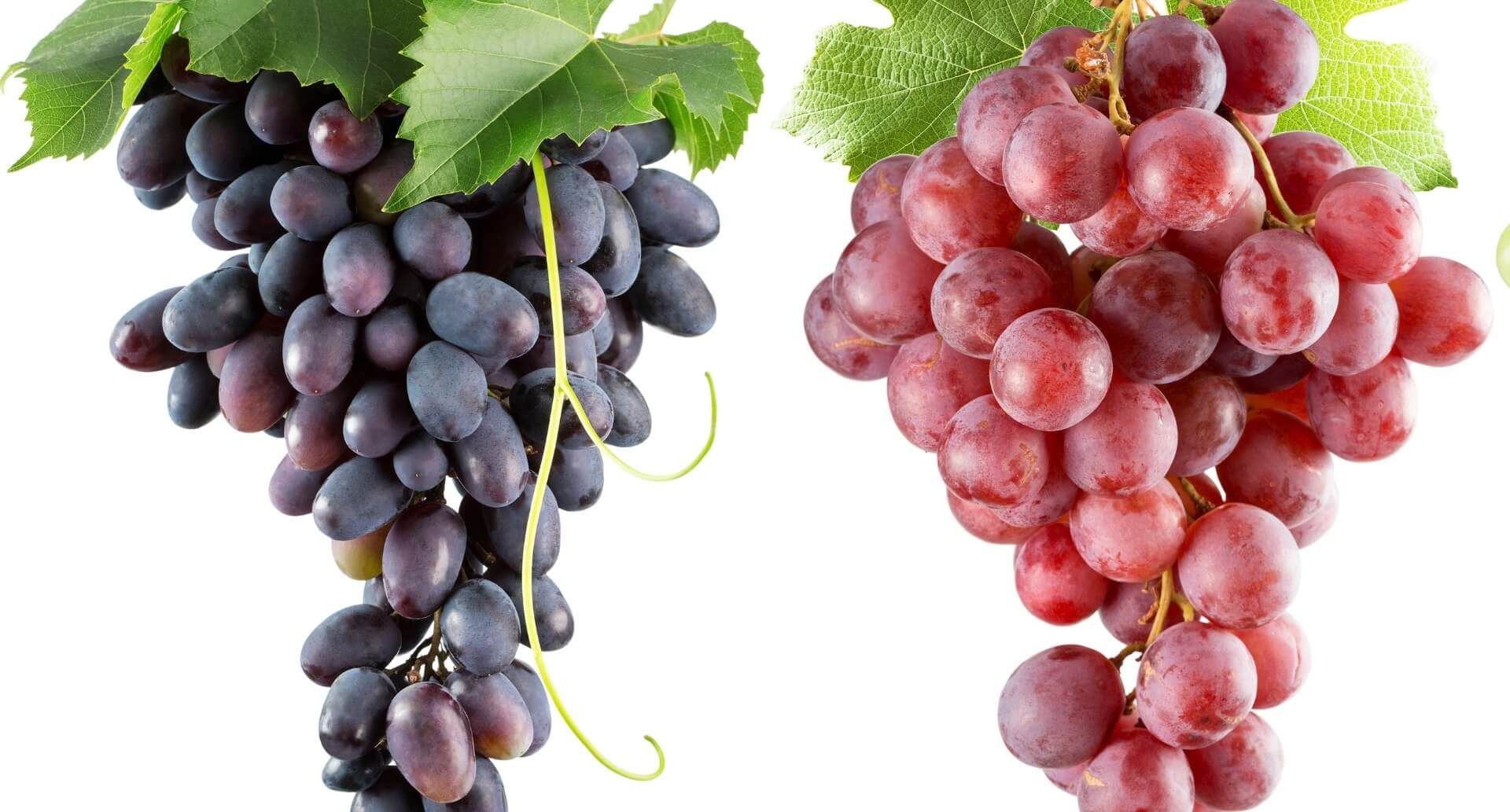 Wein Tirol, Gemischter Satz, zwei verschiedene Weintrauben