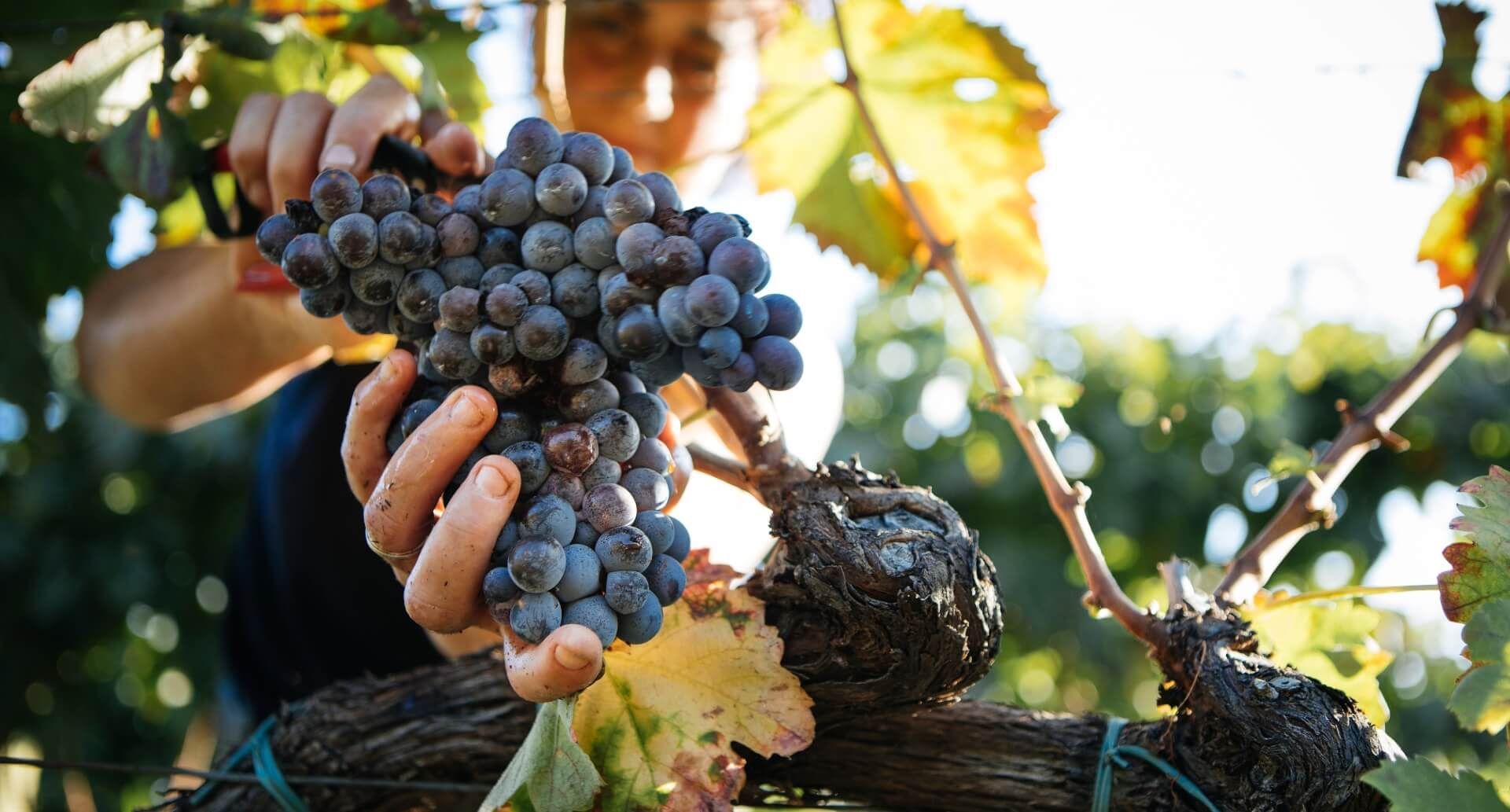 Weinernte in Italien 2025  
