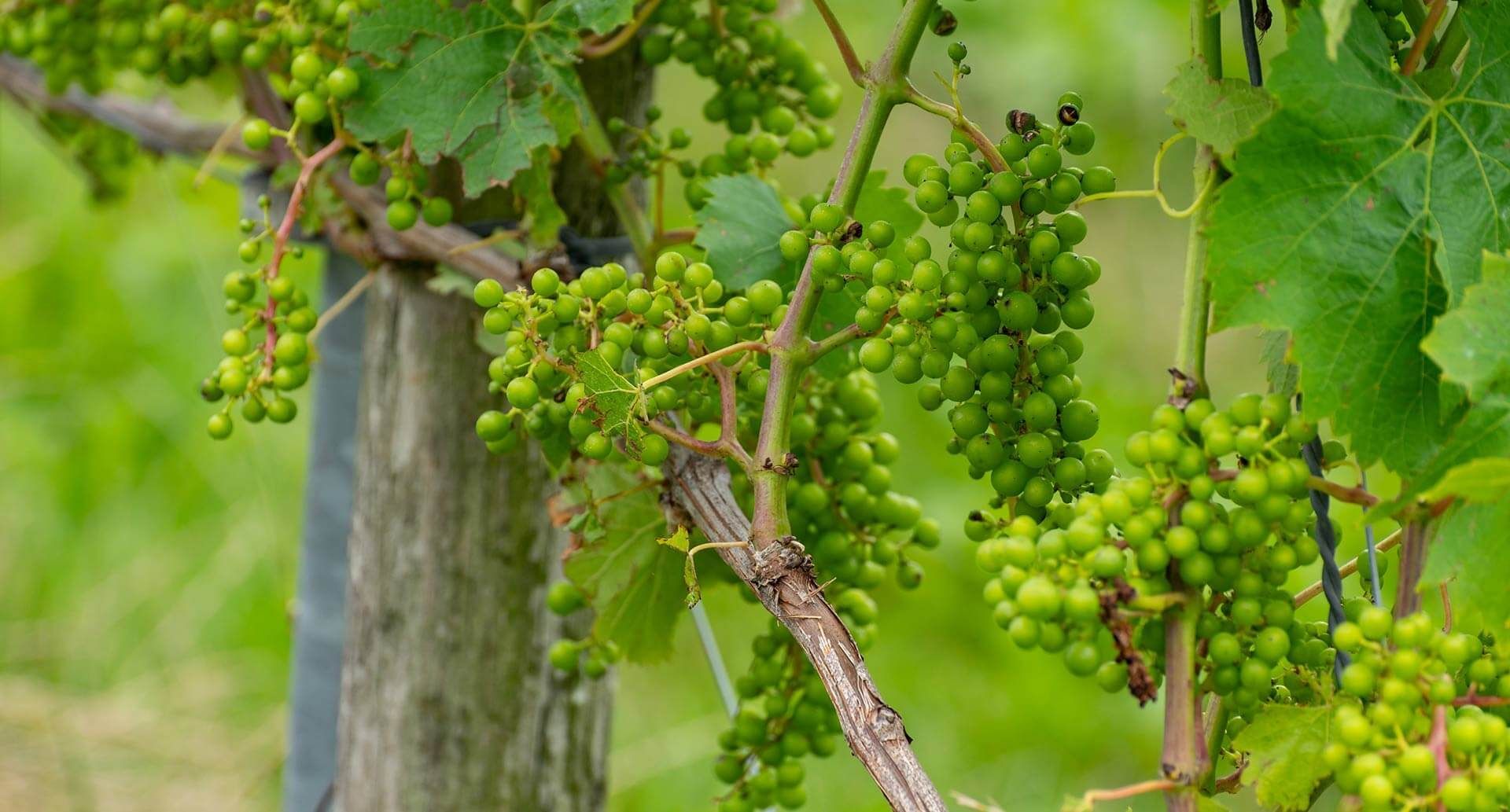 Österreich zählt zu den globalen Spitzenreitern im Bio-Weinbau