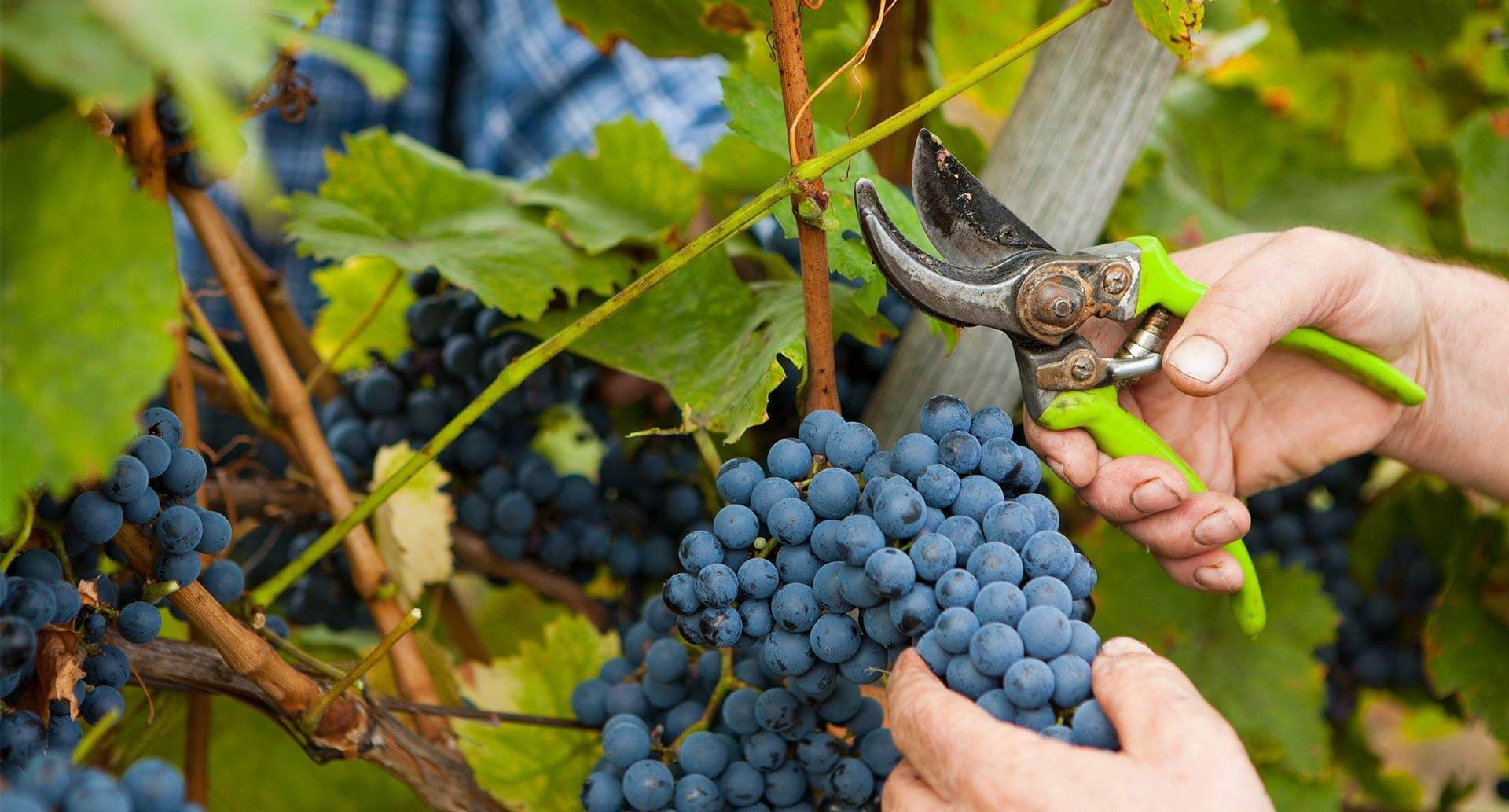 Der Witterungsverlauf im Weinjahr 2024 ist der Grund für die außergewöhnlich frühe Ernte.