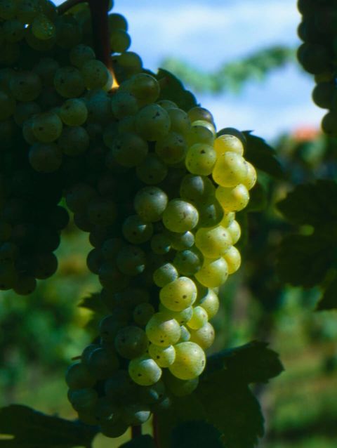 Wein Tirol | Riesling  © ÖWM / Armin Faber