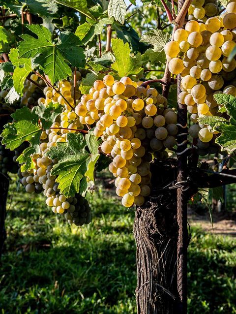 Wein Tirol | Grüner Veltliner  © ÖWM / Robert Herbst