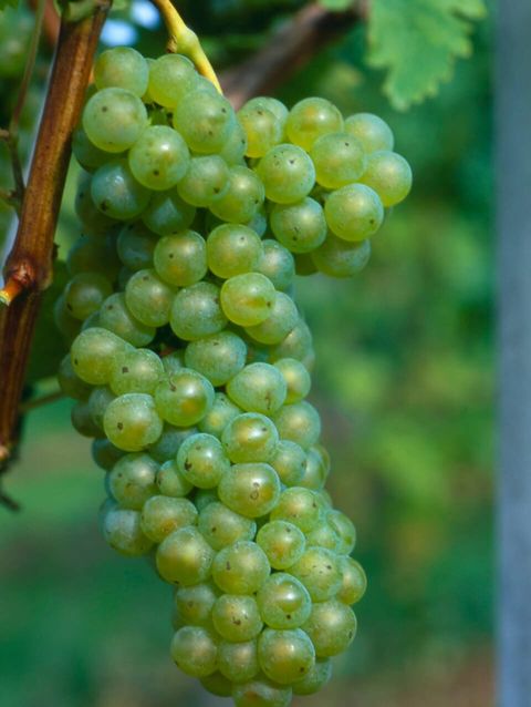 Wein Tirol | Welschriesling  © ÖWM / Armin Faber