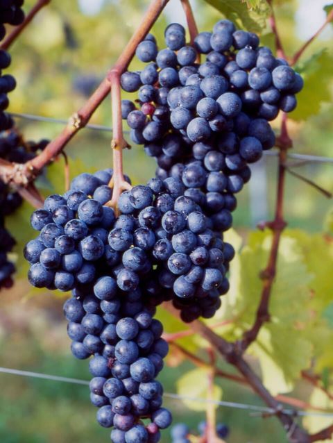 Wein Tirol | Zweigelttraube am Rebstock  © ÖWM / Armin Faber