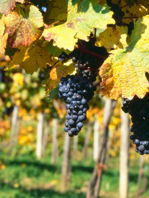 Wein Tirol | Blaufränkisch  © ÖWM / Armin Faber