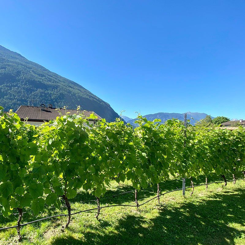 Weingut Flür, Foto: Doreen Schneemann