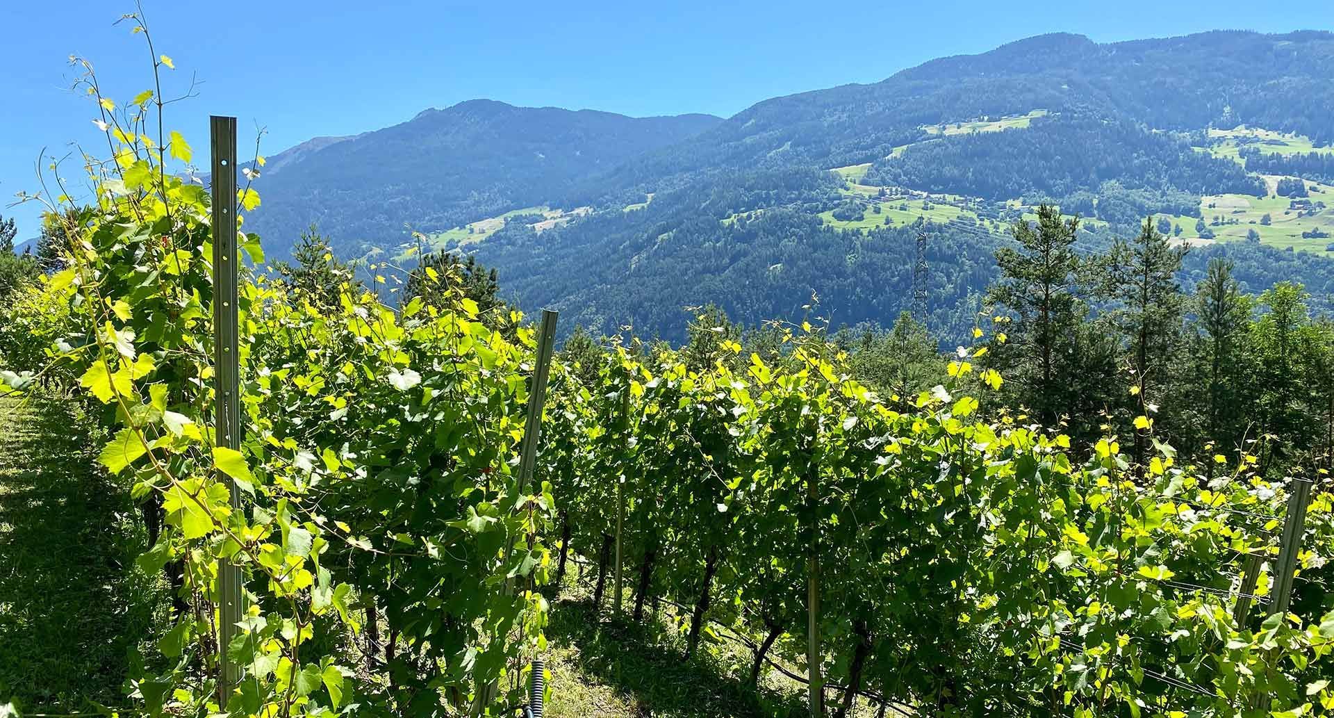 Weinbau in Tirol - Geschichte und Gegenwart, Mag. Peter Zoller