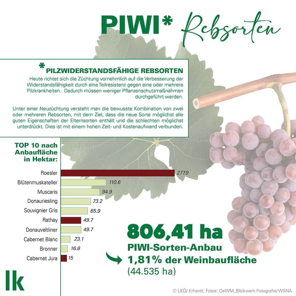 PIWI Rebsorten in Österreich  © Landwirtschaftskammer Österreich / Erhardt