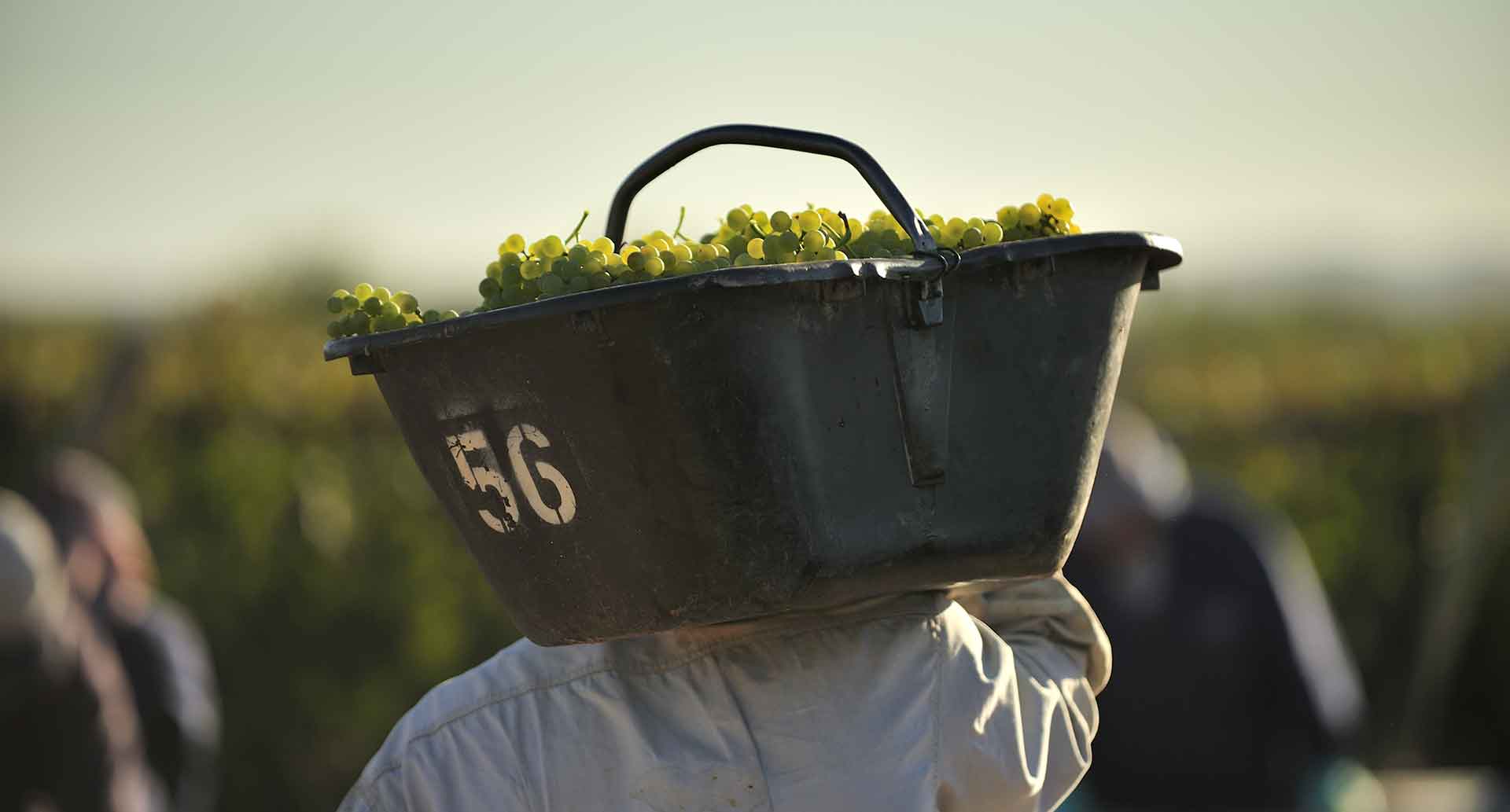 Weinernte Argentinien 2021