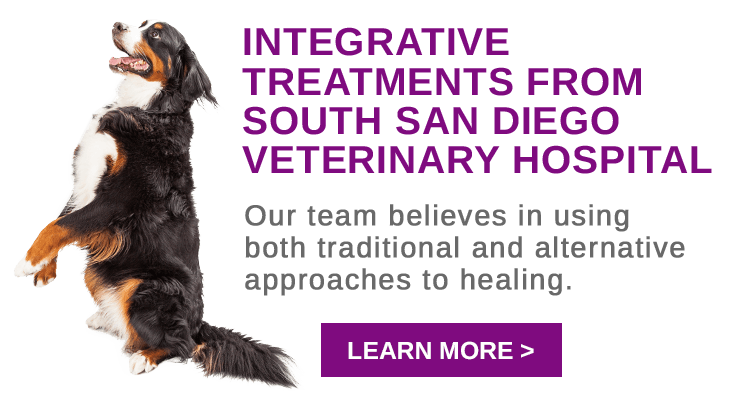 San Diego Vet Care | South San Diego Veterinary Hospital