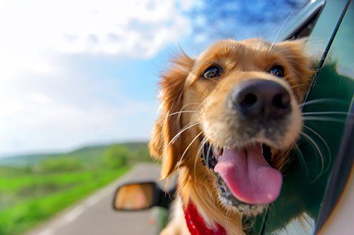 why do dogs get nervous in cars