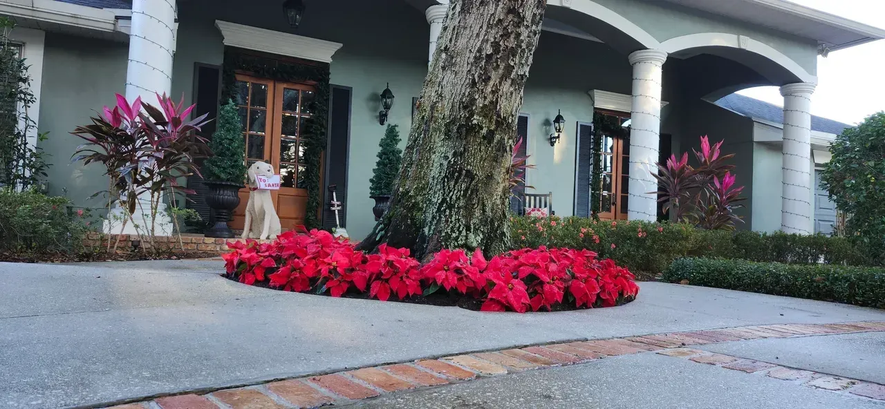 Red poinsettias line the driveway of a light green house with white pillars and a large tree in front.