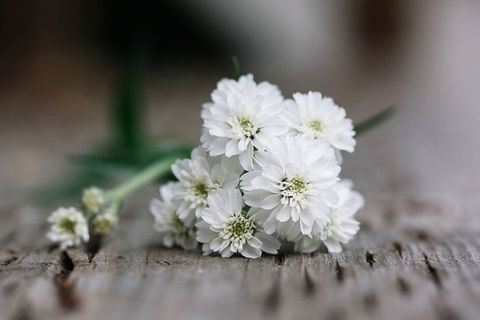 funeral flowers in white colour