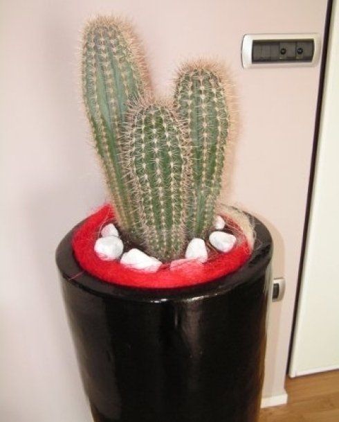 allestimento floreale a domicilio pescara