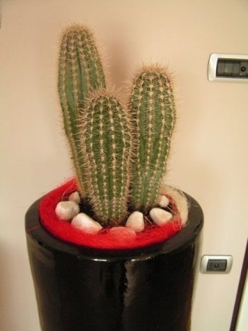 allestimento floreale a domicilio pescara