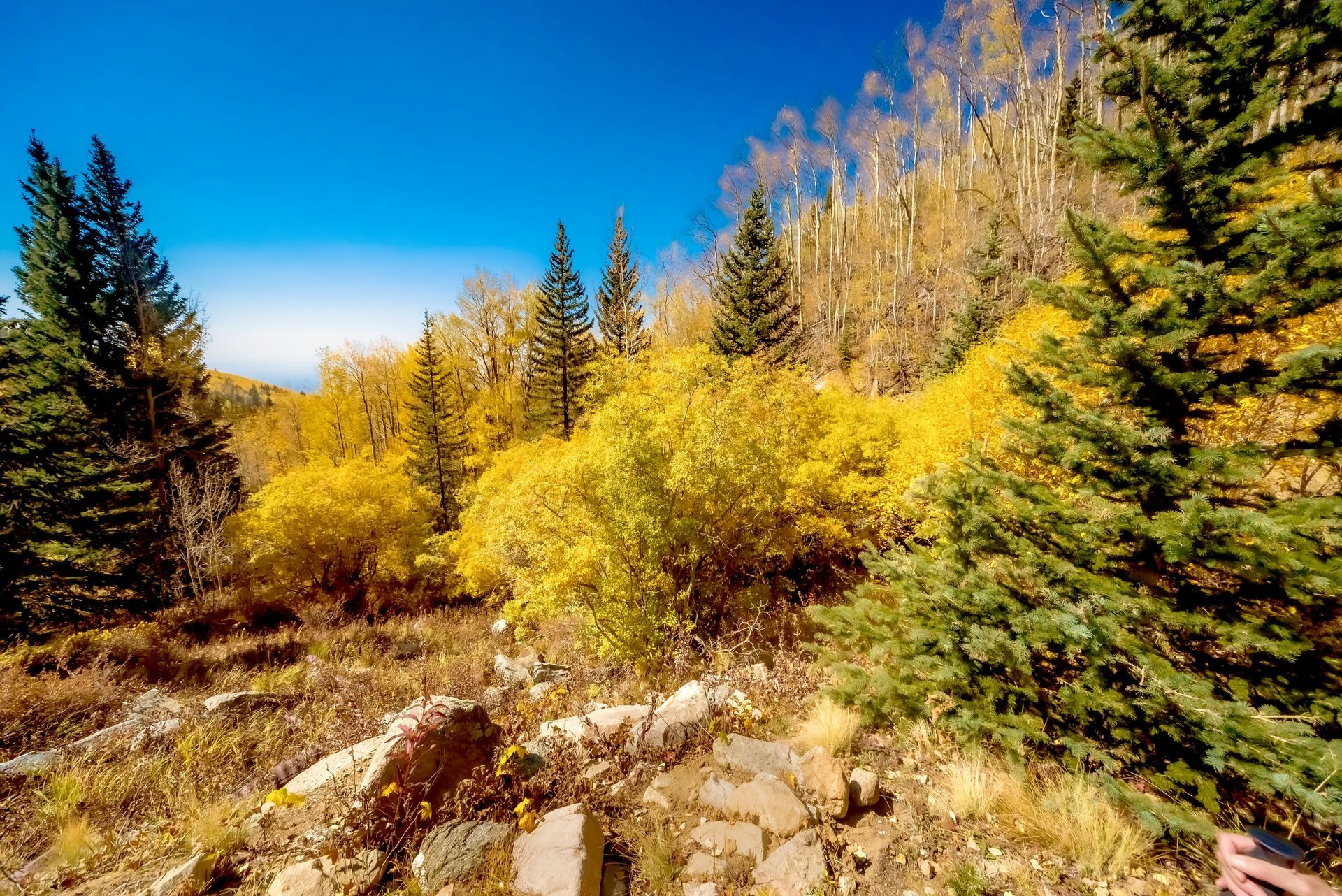 A person is taking a picture of a forest with trees that are changing colors.