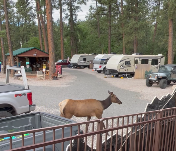 A deer standing in front of a fence in a campground