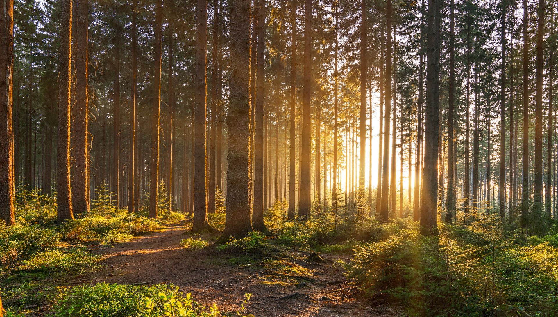 The sun is shining through the trees in the forest.