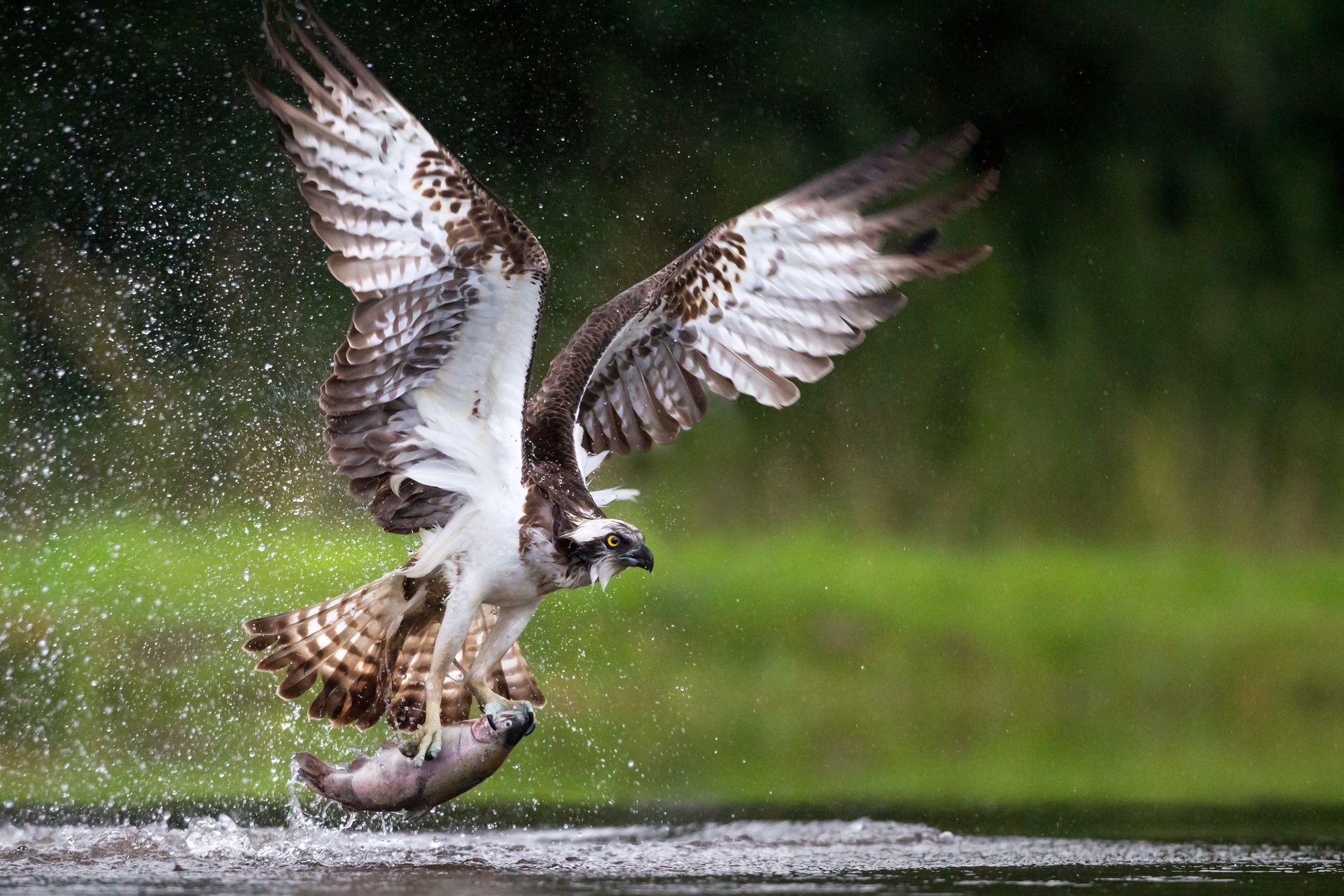 An osprey is flying over a body of water with a fish in its beak.