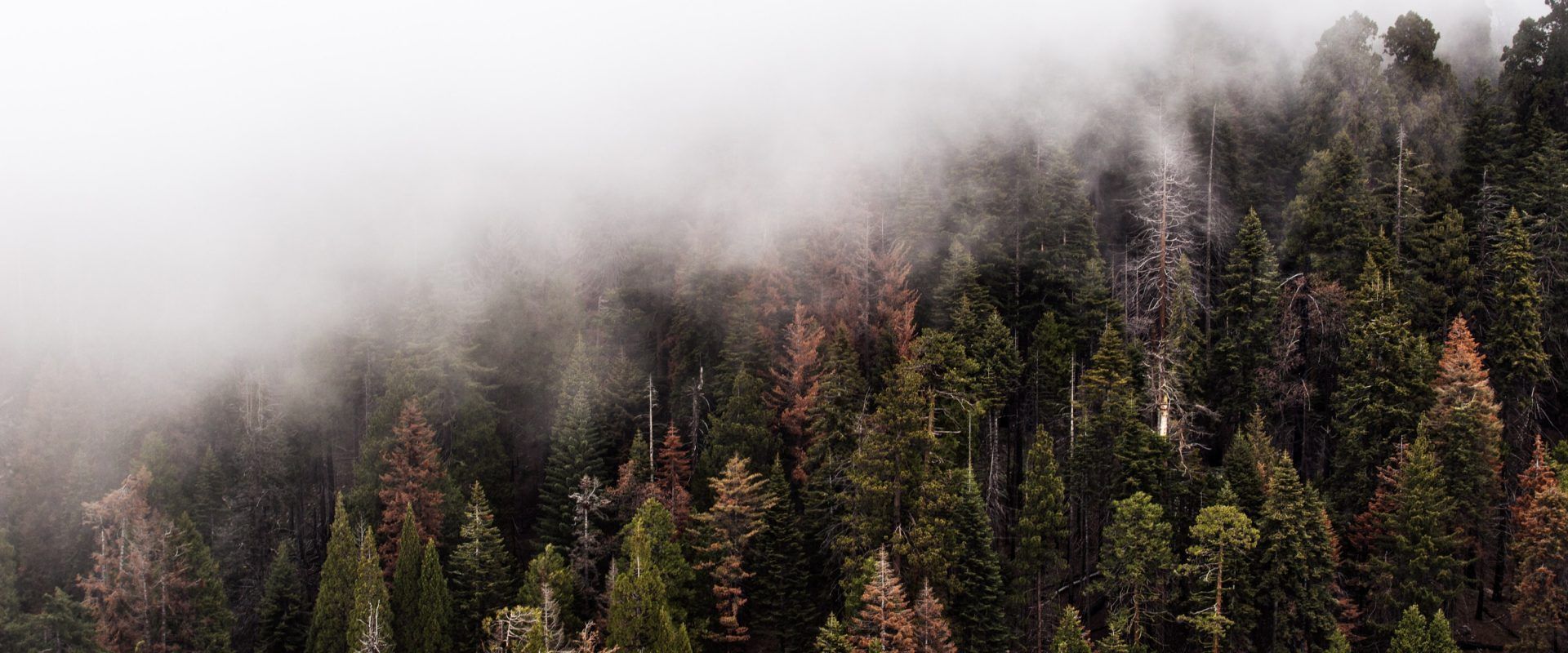 A foggy forest on a hillside with trees covered in fog.