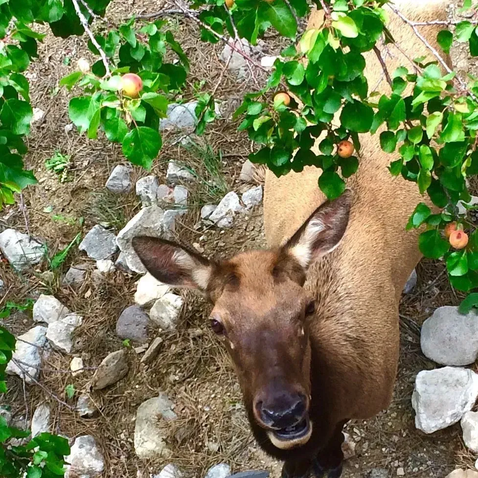 A close up of a deer standing under a tree