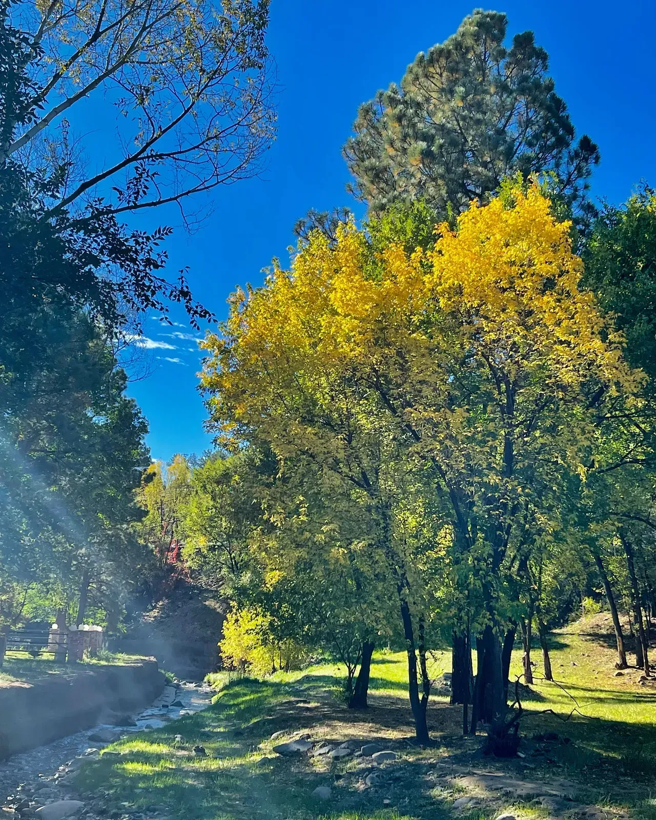 Trees with yellow leaves in a park on a sunny day