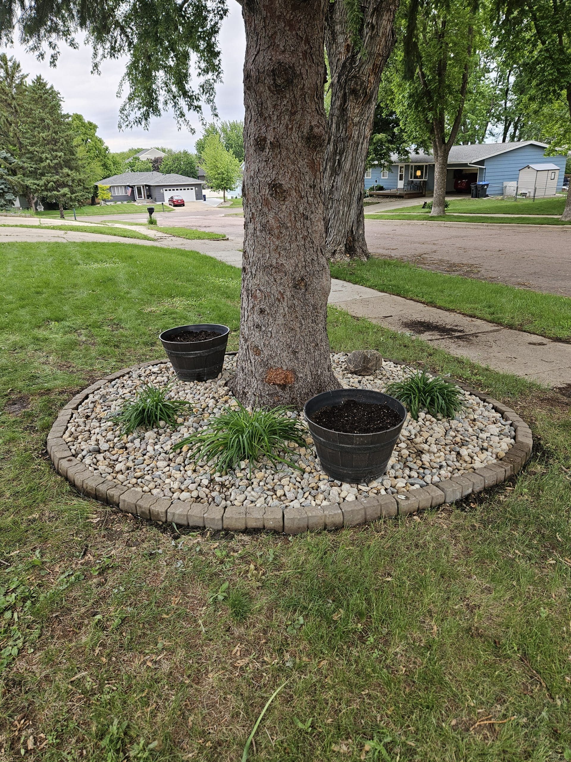 Tree base with gray rocks and edging, two black pots, surrounded by green grass.