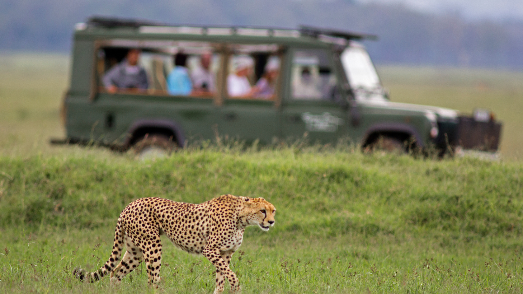 A cheetah is walking in the grass in front of a tourist bus.