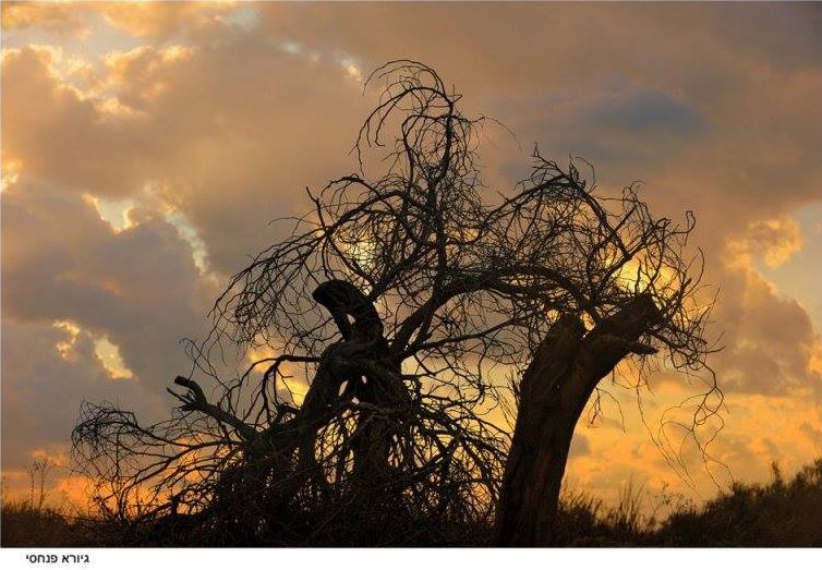 צילום טבע - גיורא פנחסי - בוגר קורס צילום