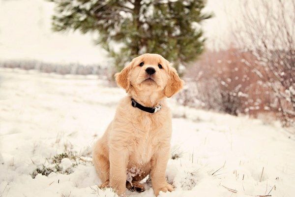 Puppy