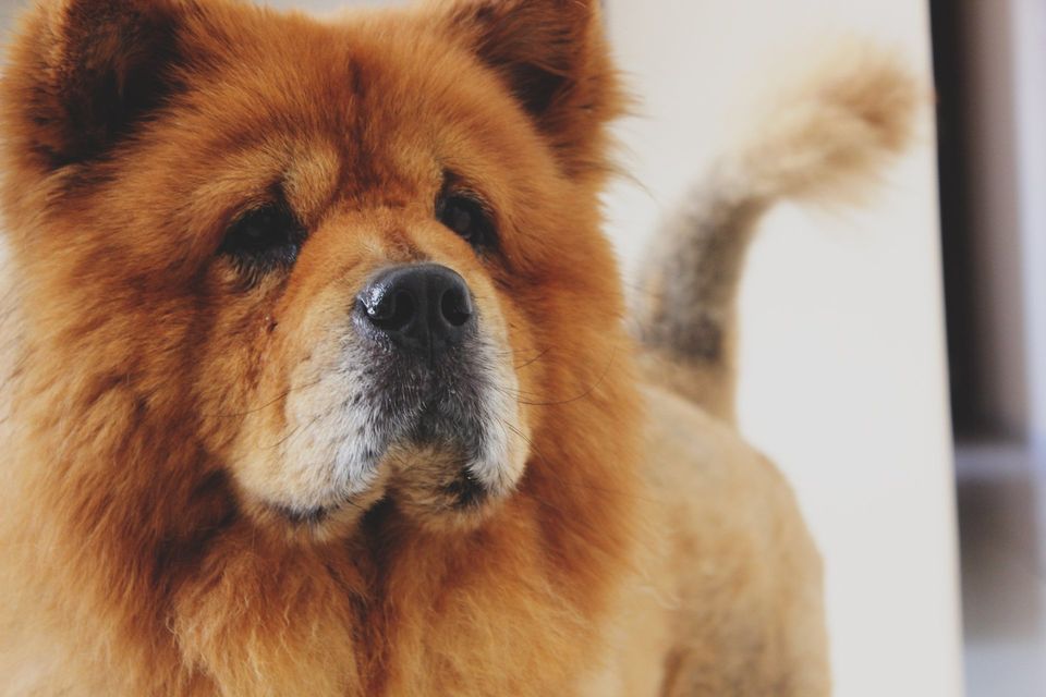Dog