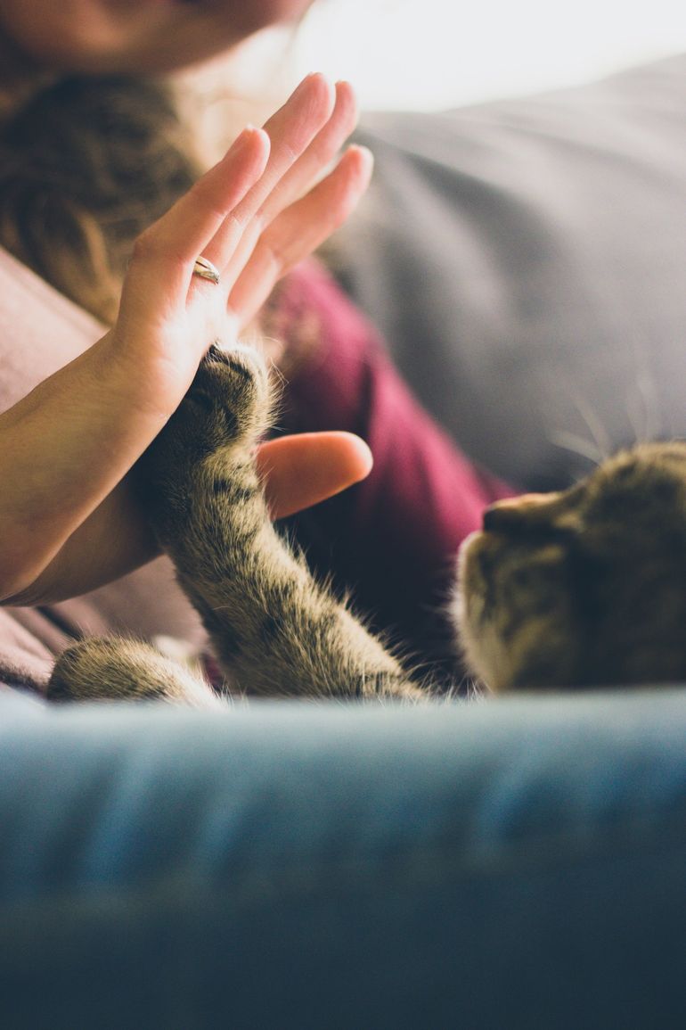 Kitten