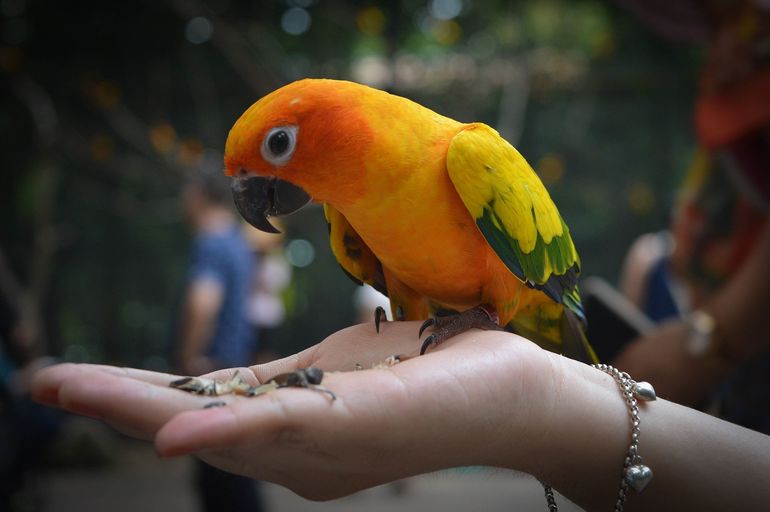 Parrot