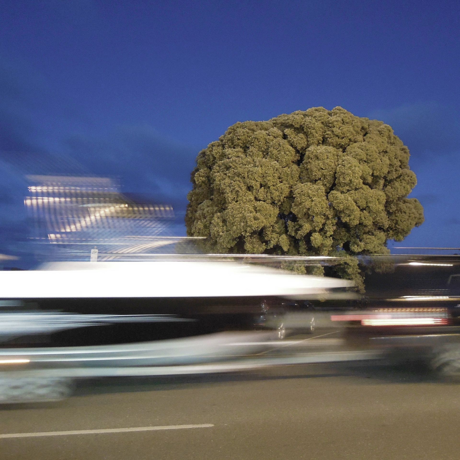 Broccoli TreevApollo  Bay, Foto © Thomas Lehrmann