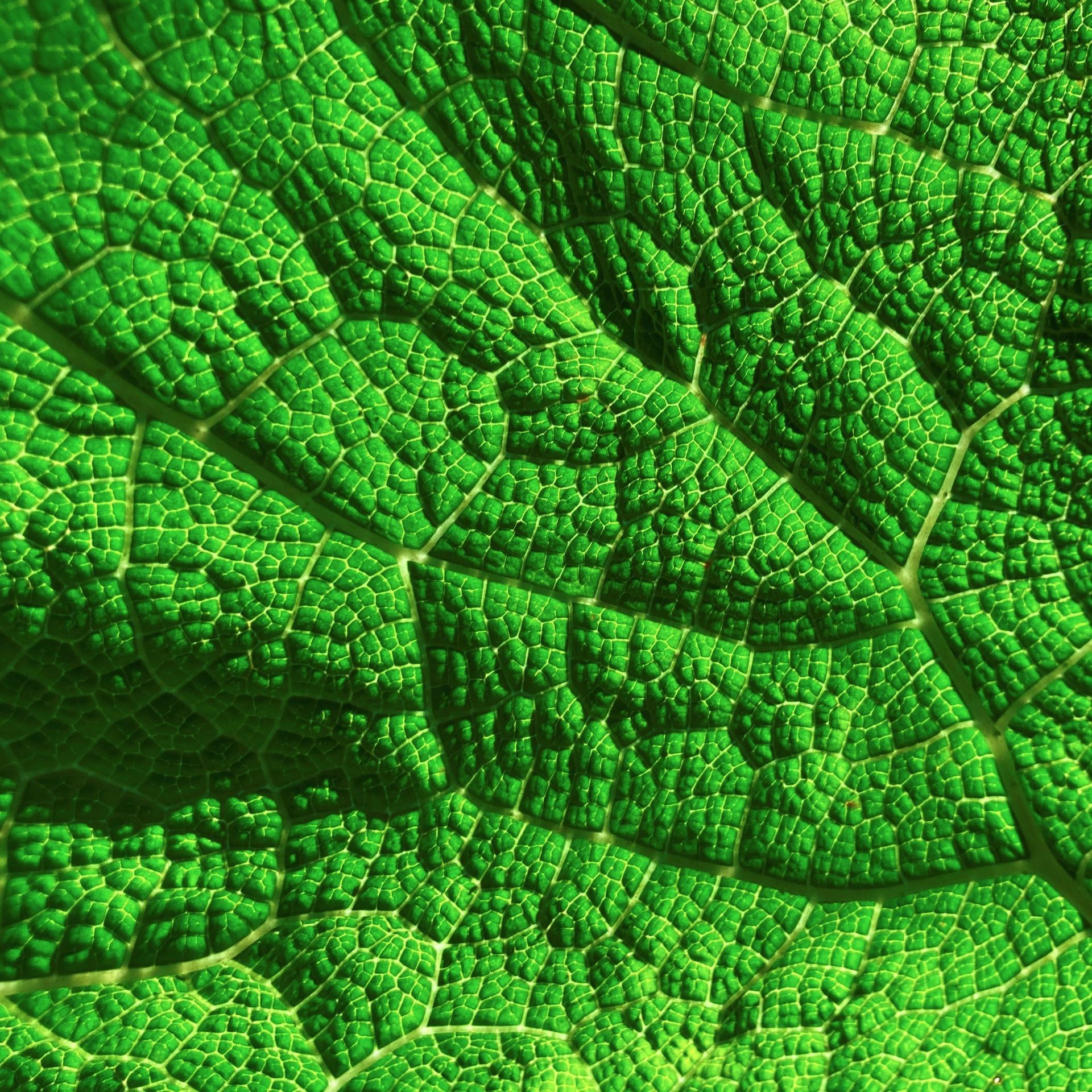 Cornwall Mamutblatt, Foto ©Thomas Lehrmann