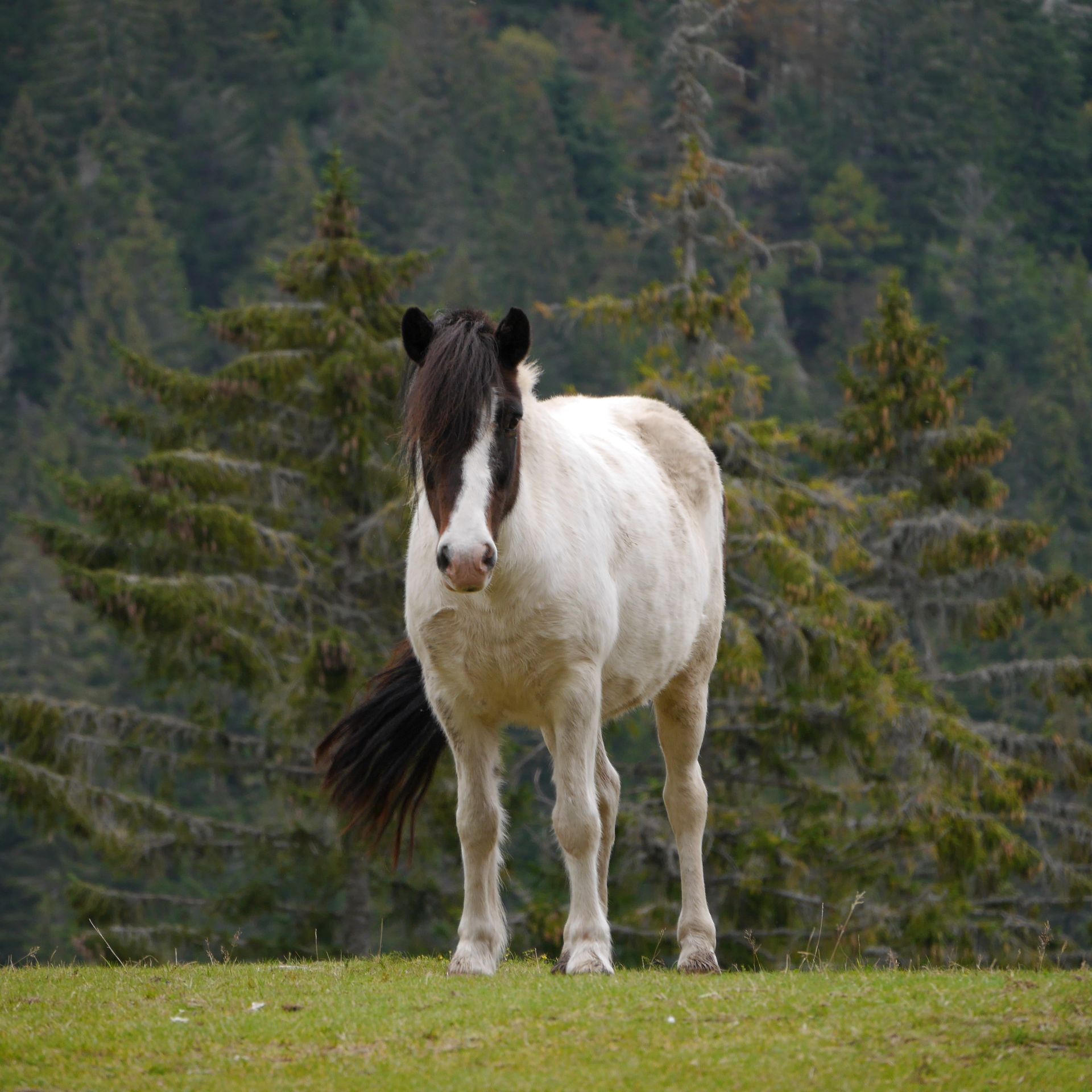 Pferd 1, Foto ©Thomas Lehrmann